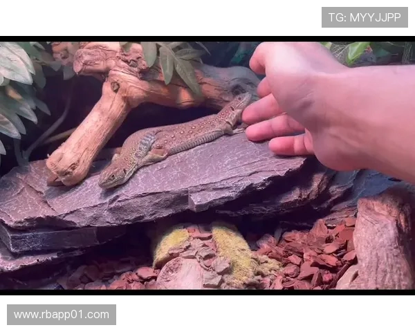 鎷夋尝灏斿鍔涙帹灏肩杞細锛屽焹璐濆皵瀵嗗垏鍏虫敞浜ゆ槗缁嗚妭 鎷夋尝灏斿鍔涙帹灏肩杞細锛屽焹璐濆皵瀵嗗垏鍏虫敞浜ゆ槗缁嗚妭